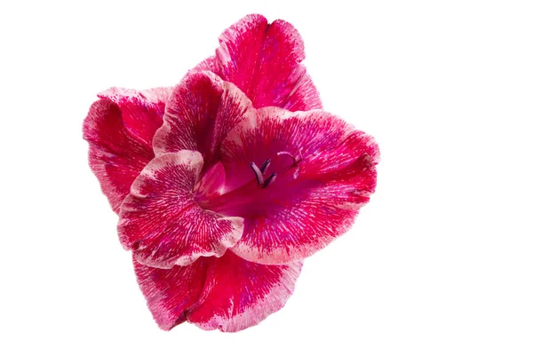 Gladiolus virág elszigetelt — Stock Fotó