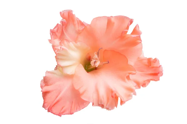 Gladiolus kukka eristetty — kuvapankkivalokuva