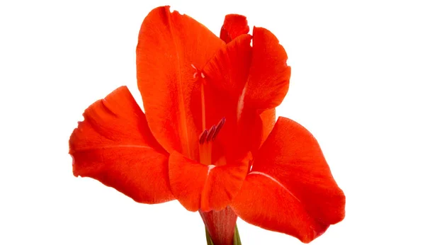 Gladiolen bloem geïsoleerd — Stockfoto