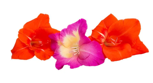 Gladiolus flower isolated — Stock Photo, Image