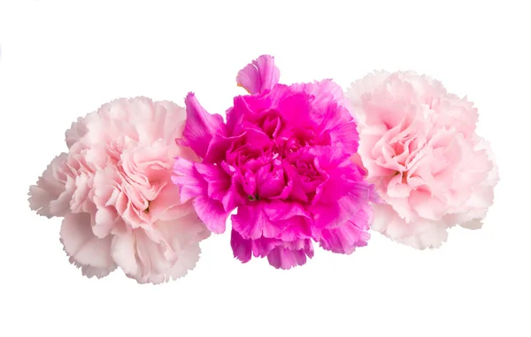 Carnation flower isolated — Stock Photo, Image