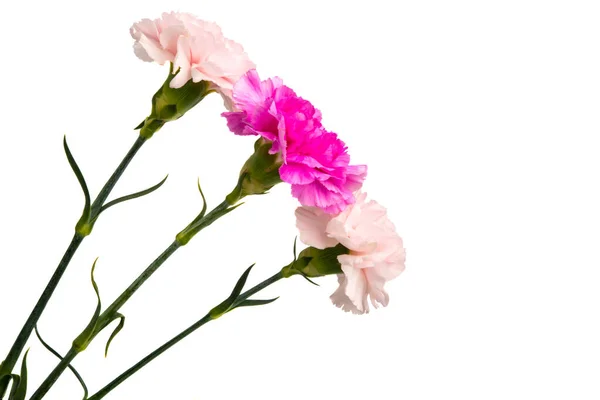 Karafiát květina izolované — Stock fotografie