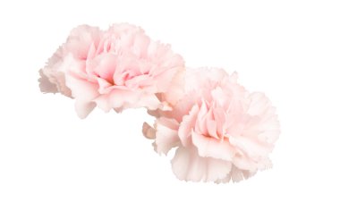 Karanfil çiçeği izole 