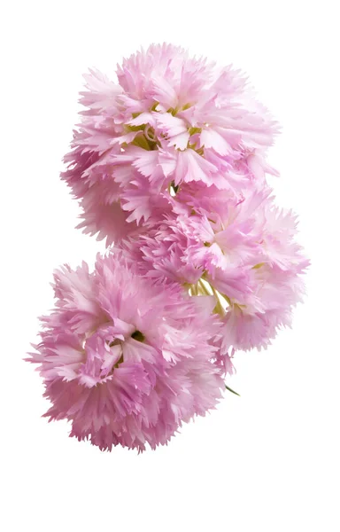 Carnation blomma isolerade — Stockfoto
