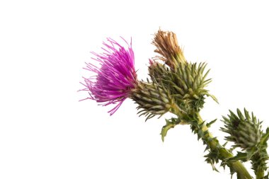 Burdock çiçeği izole edilmiş 