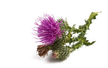 Burdock çiçeği izole edilmiş 