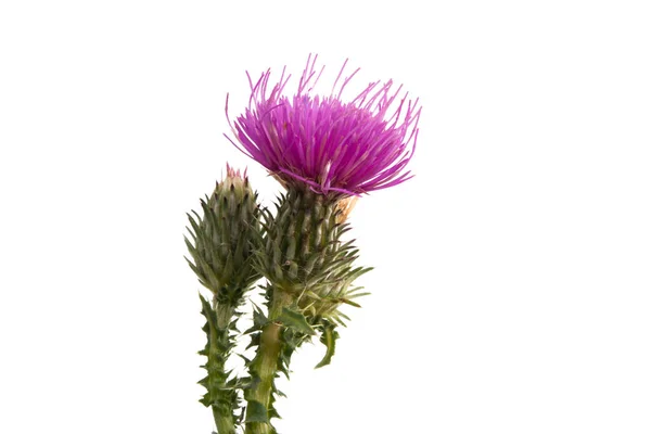 Burdock flower isolated — Stock Photo, Image