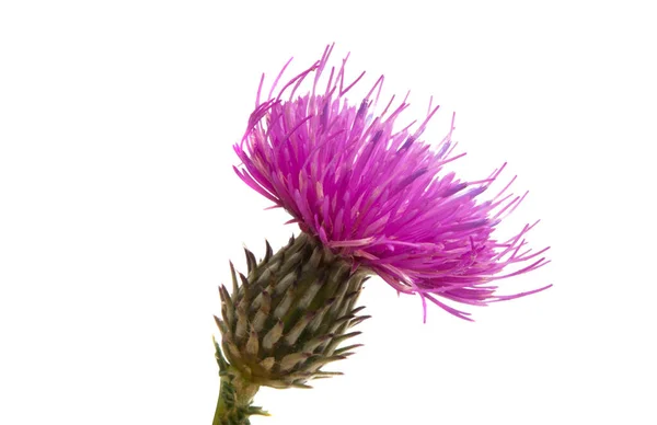 Burdock flower isolated — Stock Photo, Image