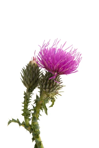 Burdock flower isolated — Stock Photo, Image