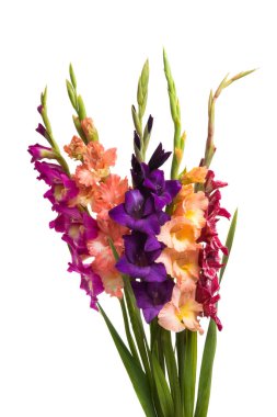Bir buket gladioli izole edilmiş. 