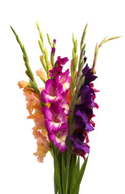Bir buket gladioli izole edilmiş. 