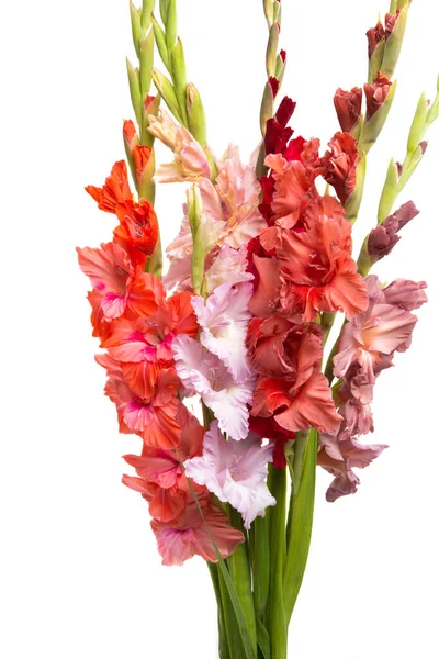Bouquet di gladioli isolati — Foto Stock
