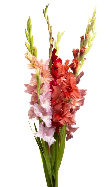 Bouquet of gladioli isolated — Stock Photo, Image