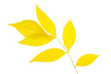 izole sonbahar yaprakları 