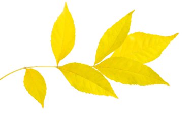 izole sonbahar yaprakları 