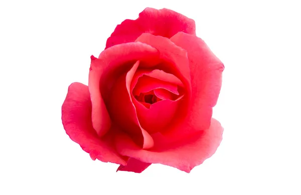 Rosa isolata — Foto Stock