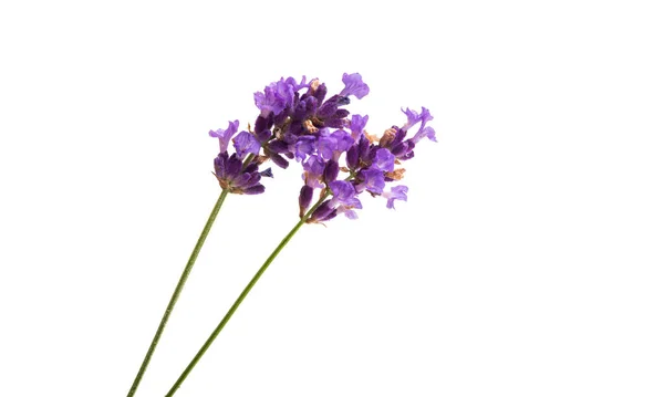 Lavender isolated — Stock Photo, Image