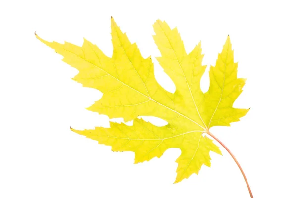 Autumn leaves isolated — Stock Photo, Image