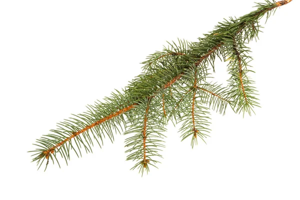 Spruce gren isolerade — Stockfoto