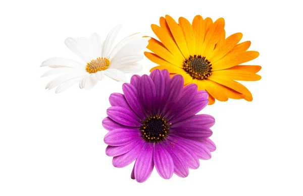 Osteosperumum blomma Daisy isolerade — Stockfoto