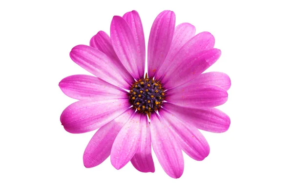 Ostéosperum Fleur Marguerite Isolé — Photo