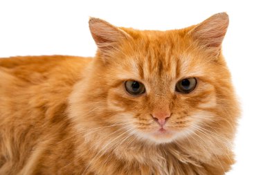 Kırmızı kedi beyaz arkaplanda izole edildi