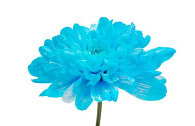 Kasımpatı çiçeği beyaz arkaplanda izole edilmiş.