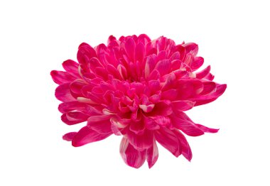 Kasımpatı çiçeği beyaz arkaplanda izole edilmiş.