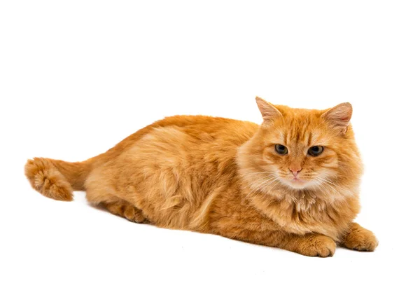 Gato Rojo Aislado Sobre Fondo Blanco — Foto de Stock