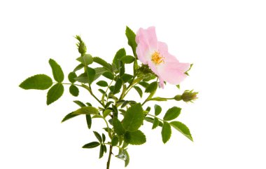 gül kalçaları beyaz arkaplanda izole edildi