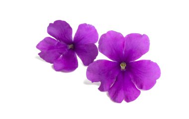 verbena çiçeği beyaz arkaplanda izole