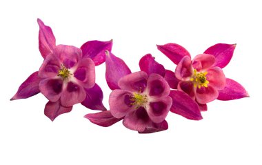 beyaz arkaplanda izole edilmiş aquilegia çiçeği