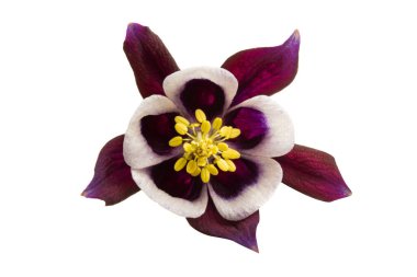 beyaz arkaplanda izole edilmiş aquilegia çiçeği
