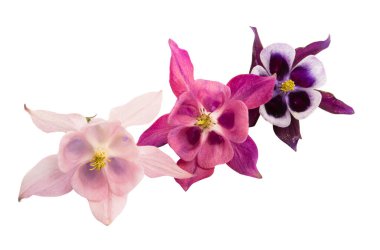 beyaz arkaplanda izole edilmiş aquilegia çiçeği