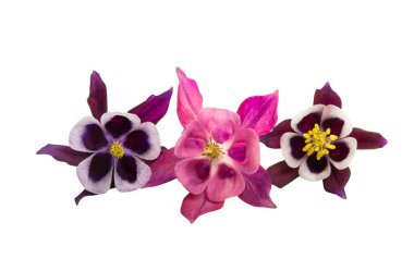 beyaz arkaplanda izole edilmiş aquilegia çiçeği