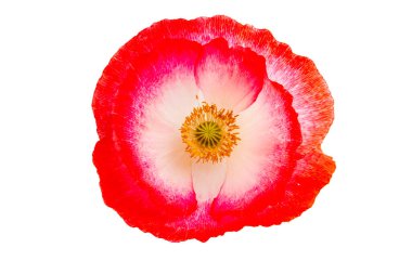 Beyaz arkaplanda yalıtılmış haşhaş çiçeği