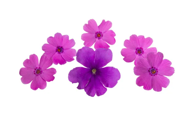 Verbena Flor Isolada Sobre Fundo Branco — Fotografia de Stock