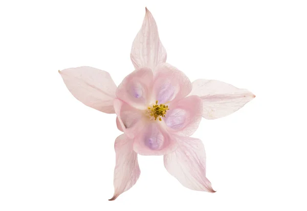 Aquilegia Bloem Geïsoleerd Witte Achtergrond — Stockfoto