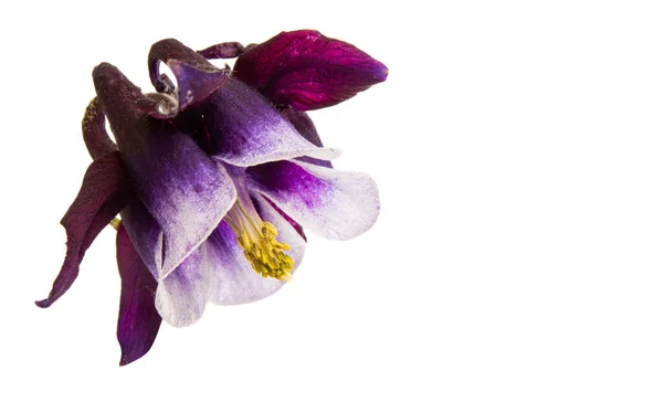 Aquilegia Blomma Isolerad Vit Bakgrund — Stockfoto