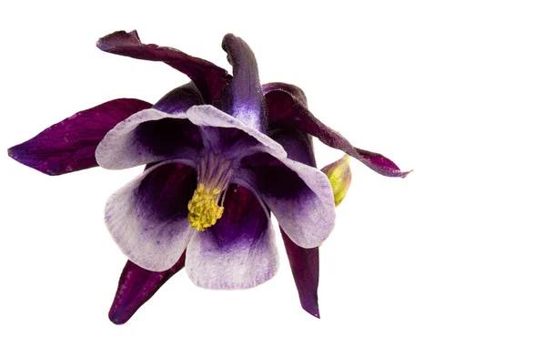 Aquilegia Bloem Geïsoleerd Witte Achtergrond — Stockfoto