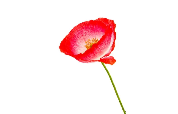 Poppy Flower Isolated White Background — Stock Photo, Image