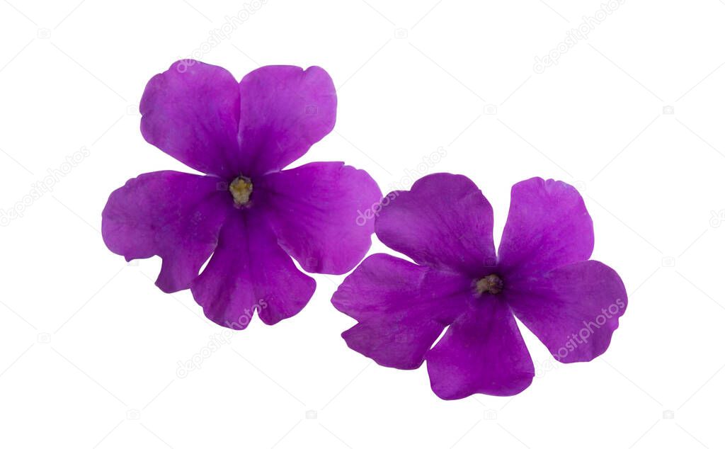 verbena flower isolated on white background