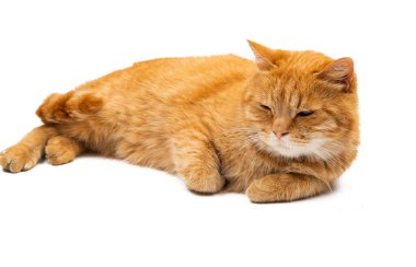 Kırmızı kedi beyaz arkaplanda izole edildi