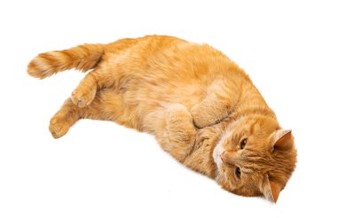 Kırmızı kedi beyaz arkaplanda izole edildi