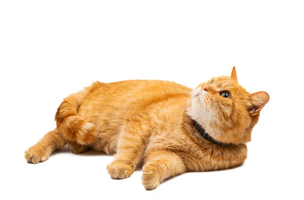 Gato Rojo Aislado Sobre Fondo Blanco — Foto de Stock