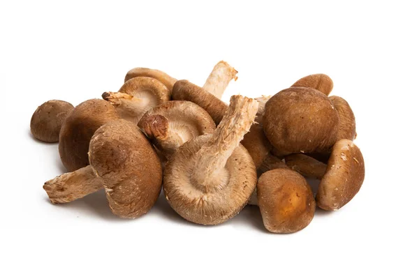 Shiitake Mushrooms Isolated White Background — Stock Photo, Image