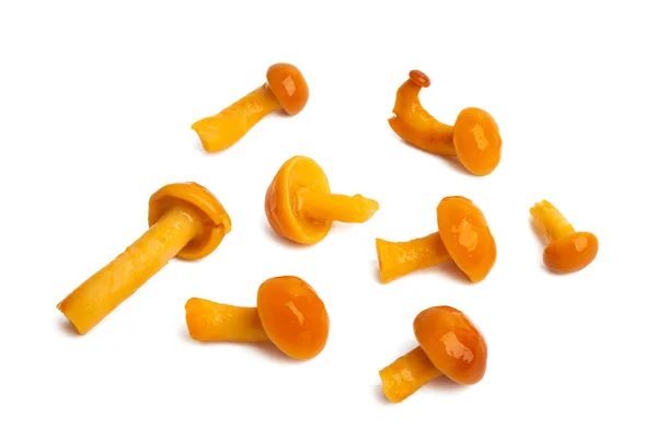 Orange Honung Svamp Isolerad Vit Bakgrund — Stockfoto