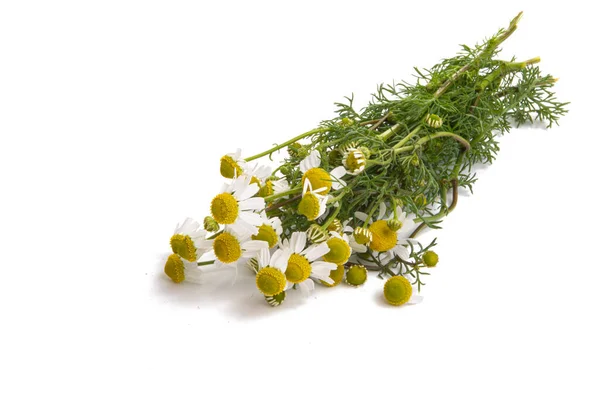 Medical Camomile Isolated White Background — Stock Photo, Image