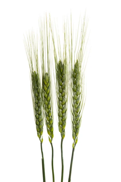 从白色背景分离出来的小麦绿色耳朵 — 图库照片
