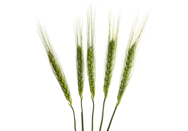 Green Ears Wheat Isolated White Background — Stock Photo, Image